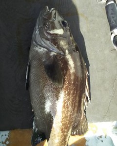 IMG_20200602_074805_631.jpg